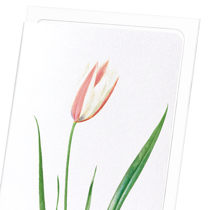 LADY TULIP: Botanical Greeting Card