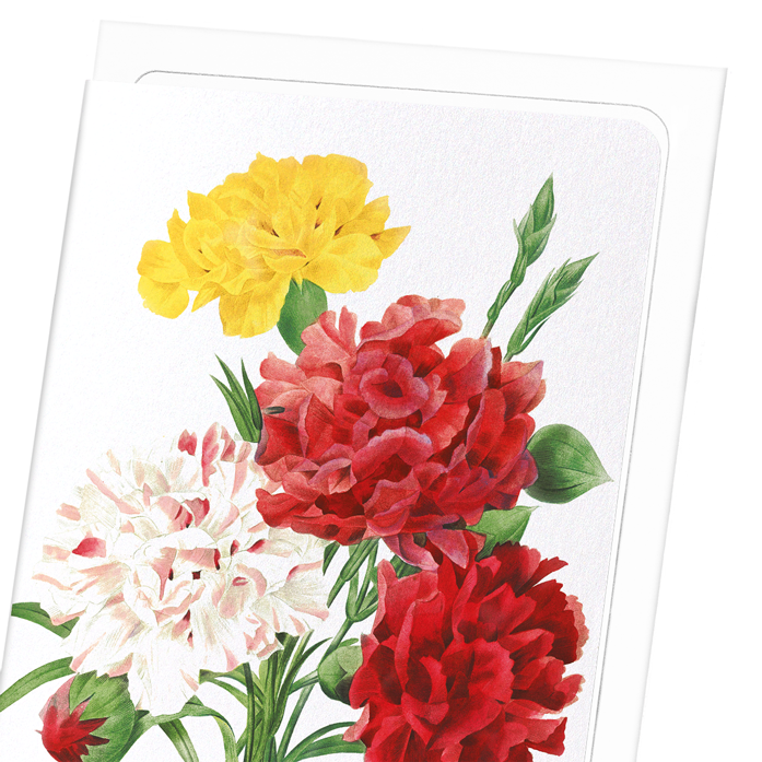 CARNATION: Botanical Greeting Card
