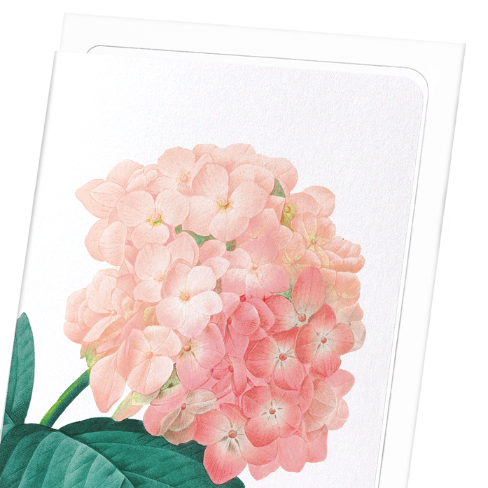HORTENSIA: Botanical Greeting Card