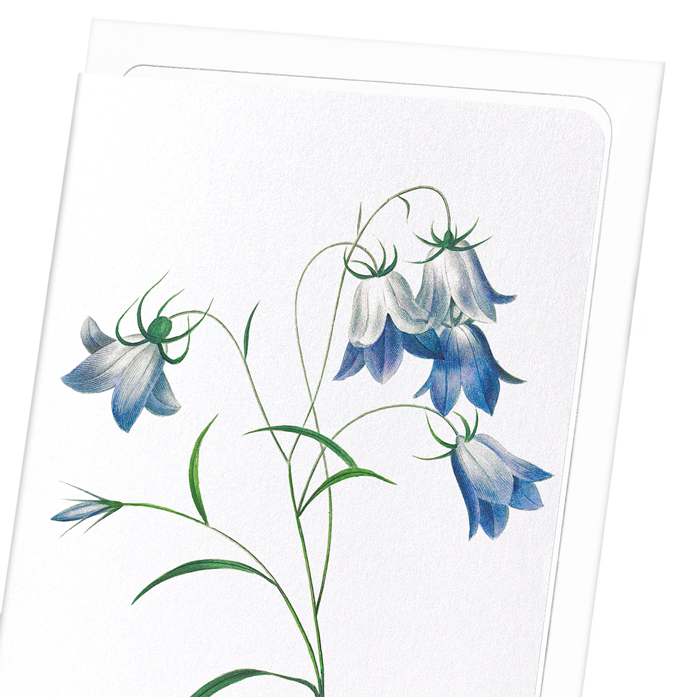 CAMPANULA: Botanical Greeting Card