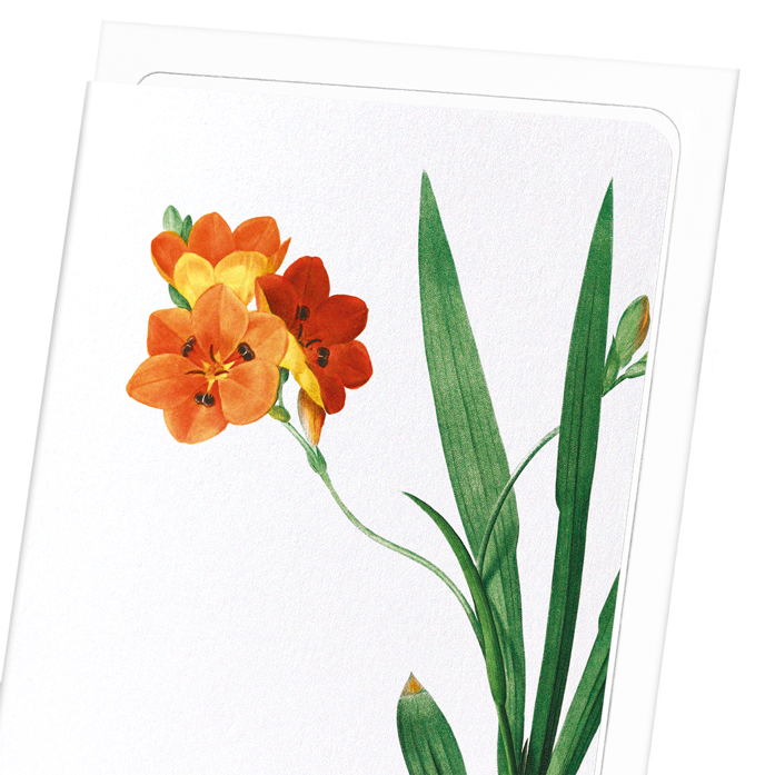 CORN LILY: Botanical Greeting Card