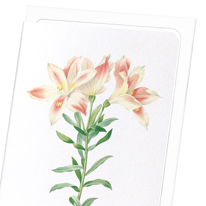 LILY OF THE INCAS: Botanical Greeting Card