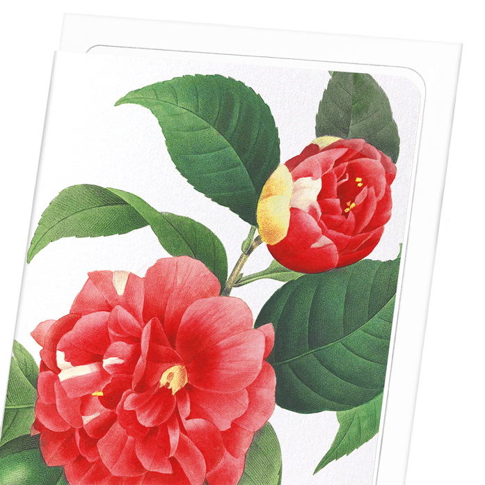 JAPANESE CAMELLIA: Botanical Greeting Card