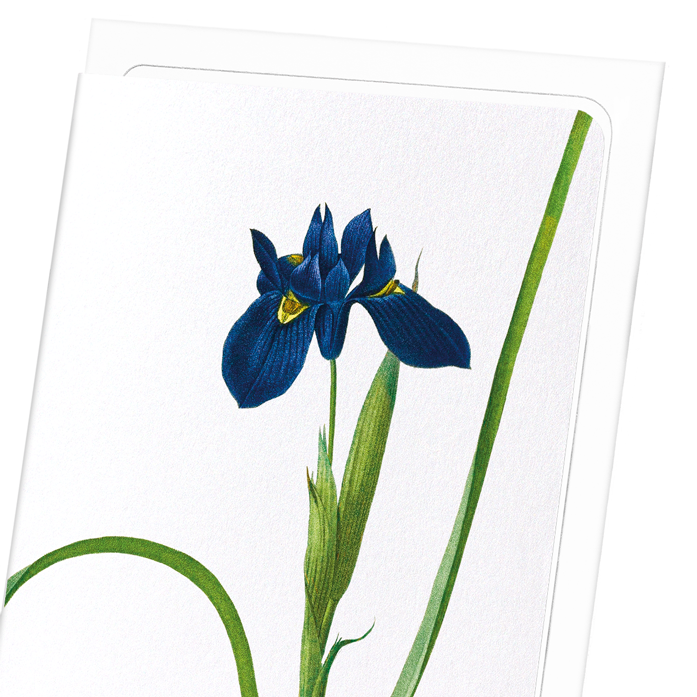 IRIS LISYRINCHIUM: Botanical Greeting Card