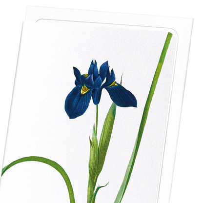 IRIS LISYRINCHIUM: Botanical Greeting Card