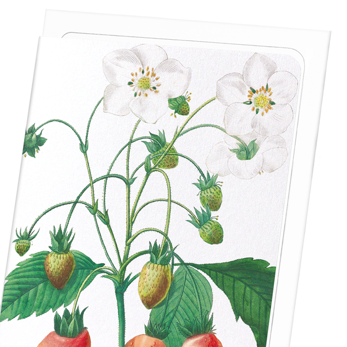 STRAWBERRY: Botanical Greeting Card