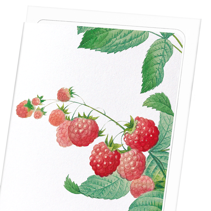 RASPBERRY: Botanical Greeting Card