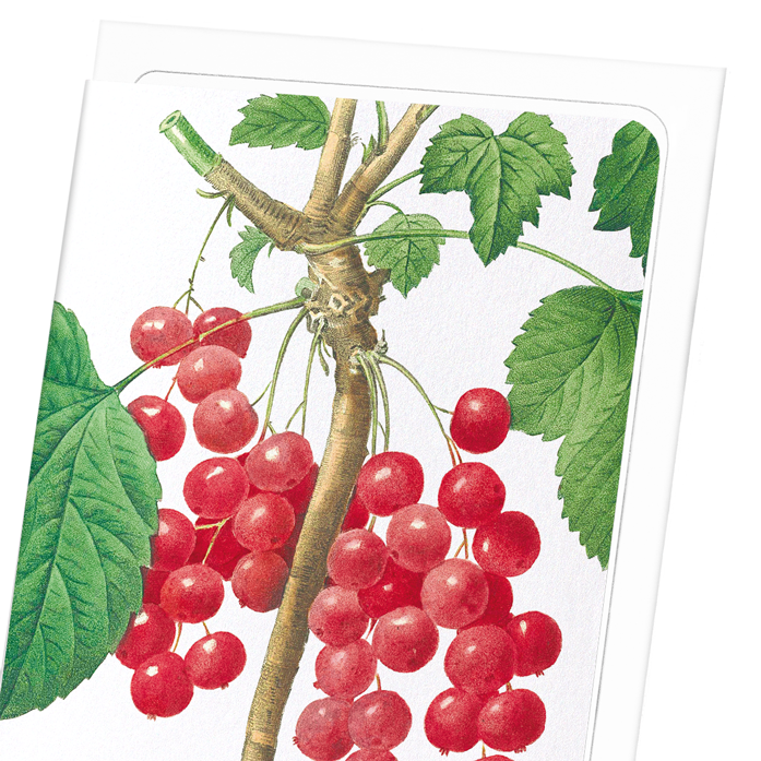 REDCURRANTS: Botanical Greeting Card