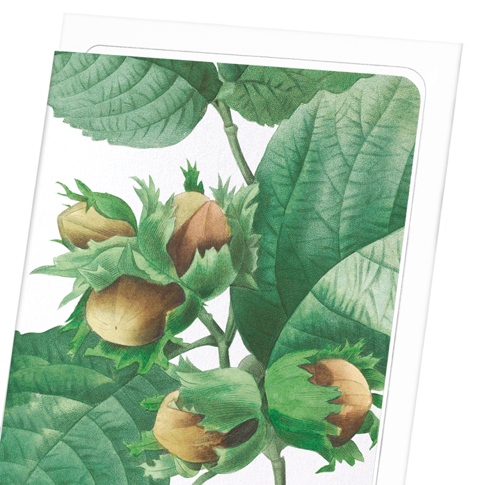 FILBERT HAZLENUT: Botanical Greeting Card