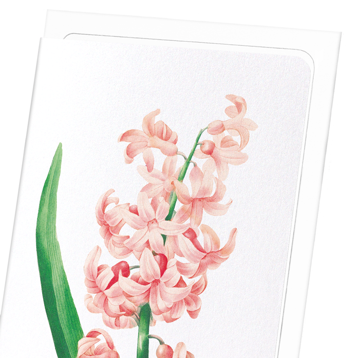 ORIENTAL HYACINTH: Botanical Greeting Card