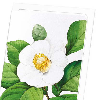 JAPANESE CAMELLIA: Botanical Greeting Card