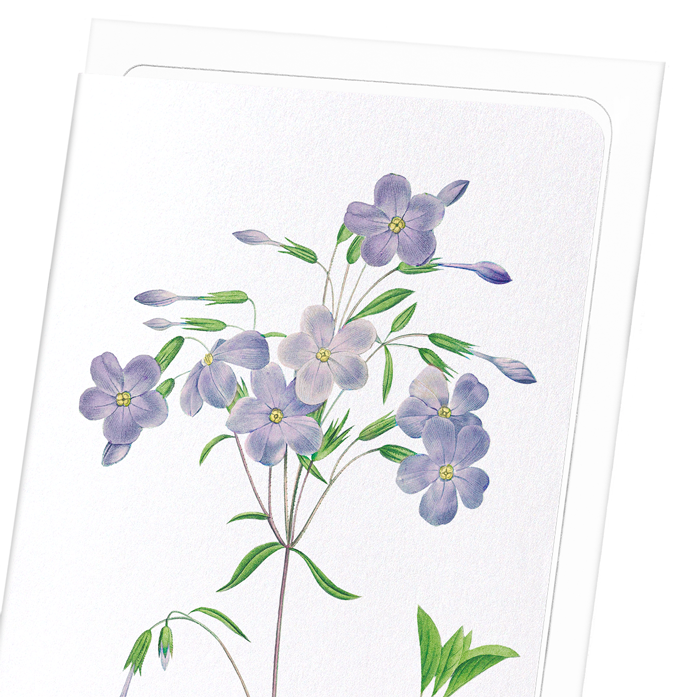 PHLOX: Botanical Greeting Card