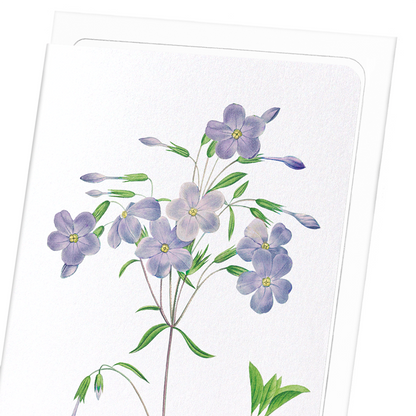 PHLOX: Botanical Greeting Card