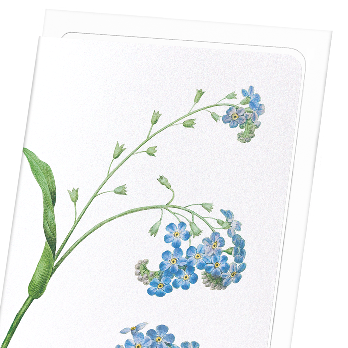 FORGET ME NOT FLOWER: Botanical Greeting Card