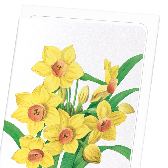 DAFFODIL: Botanical Greeting Card