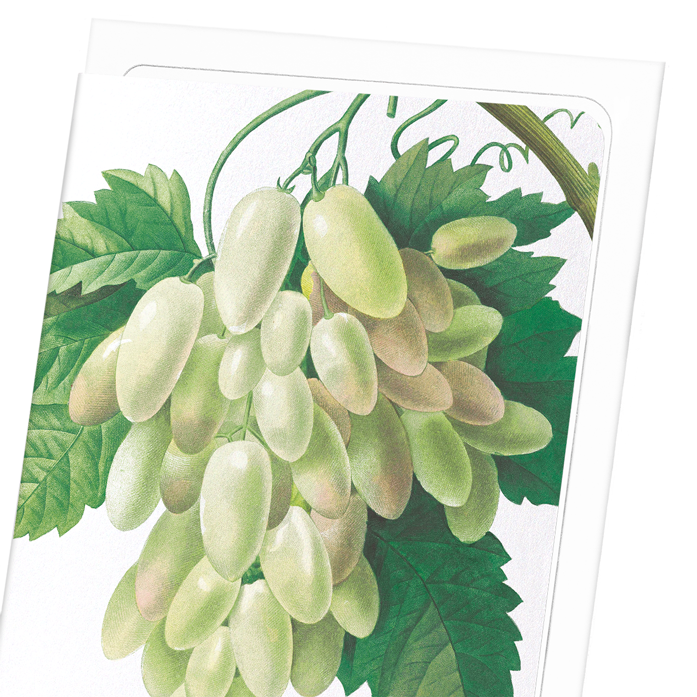 GRAPES AND VINE LEAVES: Botanical Greeting Card