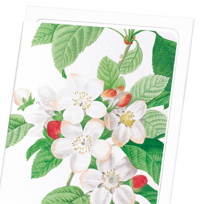 FLORES MALI OF THE APPLE TREE: Botanical Greeting Card