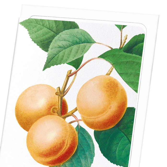 APRICOT: Botanical Greeting Card