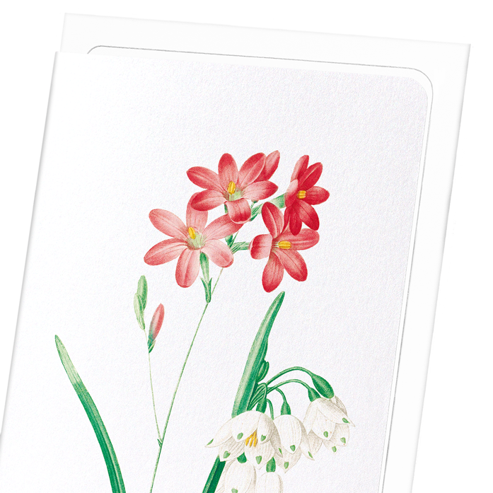 IXIA SCARIOSA: Botanical Greeting Card