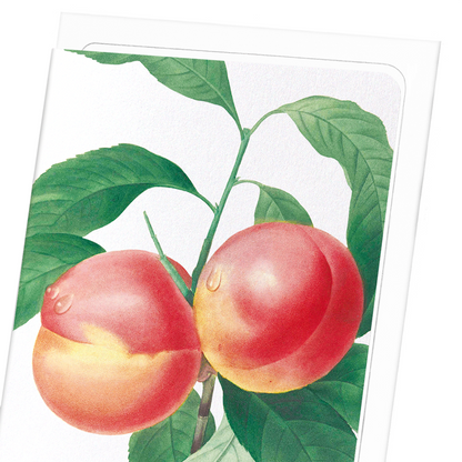 PEACH NO.2: Botanical Greeting Card
