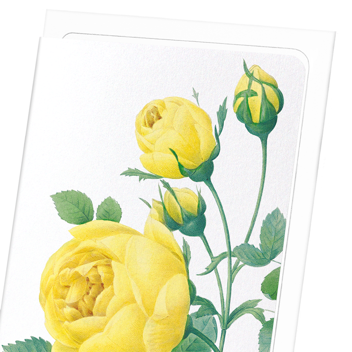 YELLOW ROSES: Botanical Greeting Card