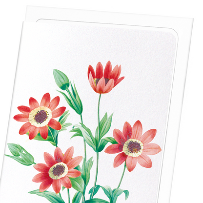 ANEMONE STELLATA: Botanical Greeting Card