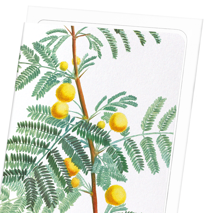SWEET ACACIA: Botanical Greeting Card