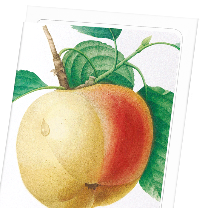 APPLE (CALVILLE BLANC): Botanical Greeting Card
