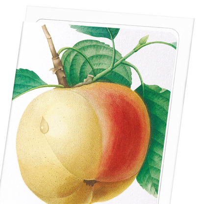 APPLE (CALVILLE BLANC): Botanical Greeting Card