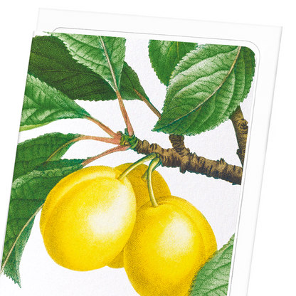PLUMS ON A BRANCH : Botanical Greeting Card