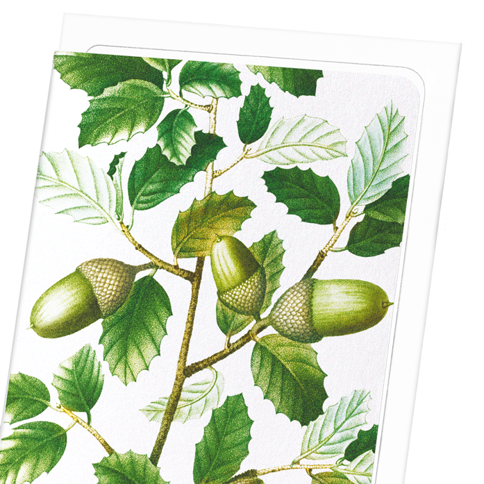 CORK OAK TREE ACORNS: Botanical Greeting Card