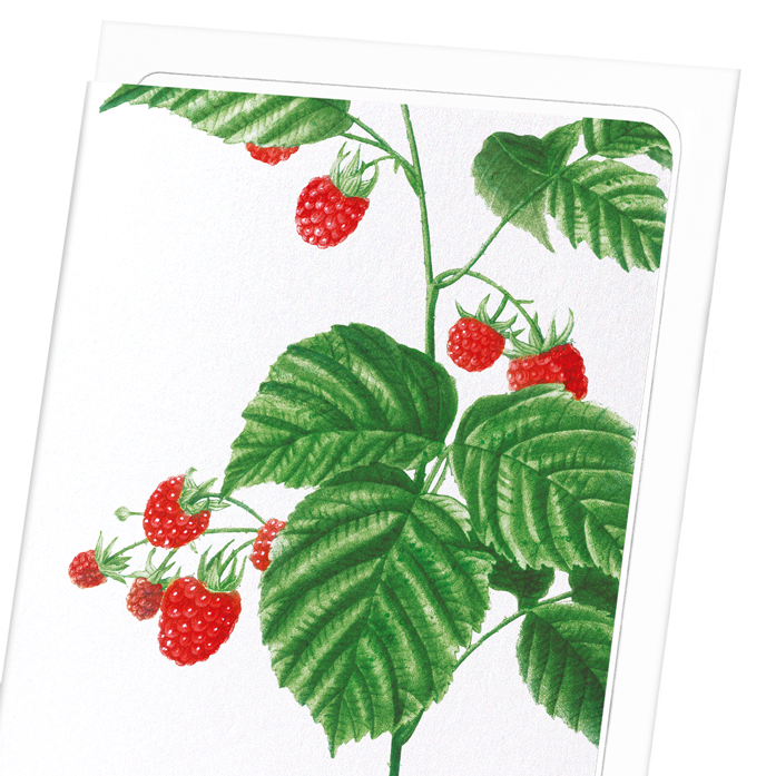 RASPBERRY BRANCH : Botanical Greeting Card