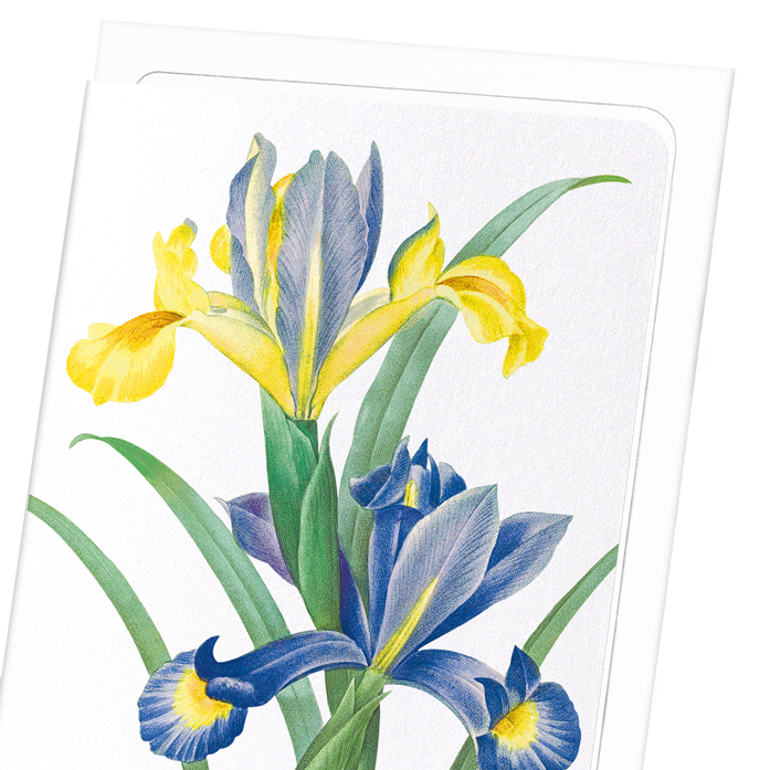 SPANISH IRIS: Botanical Greeting Card