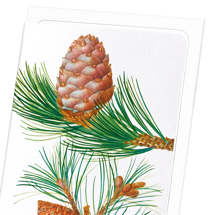 ALEPPO PINE & CONIFER CONES: Botanical Greeting Card