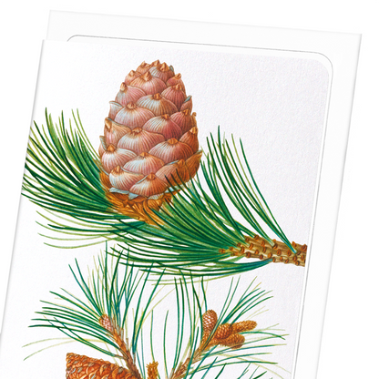 ALEPPO PINE & CONIFER CONES: Botanical Greeting Card