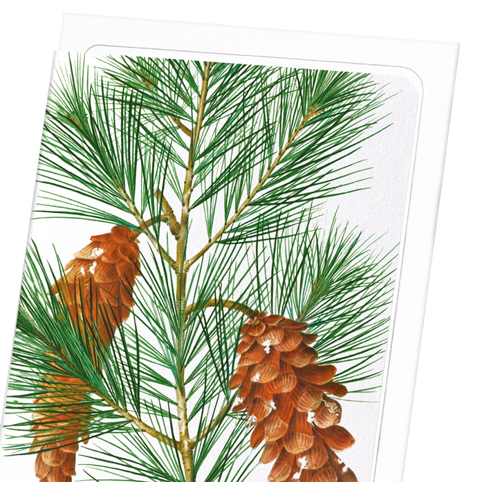 WHITE PINE: Botanical Greeting Card