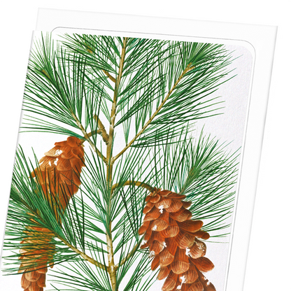 WHITE PINE: Botanical Greeting Card