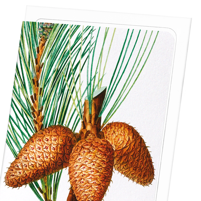 PITCH PINE: Botanical Greeting Card