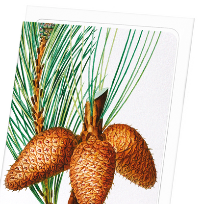 PITCH PINE: Botanical Greeting Card