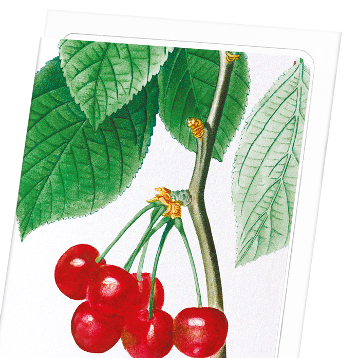 CHERRIES: Botanical Greeting Card