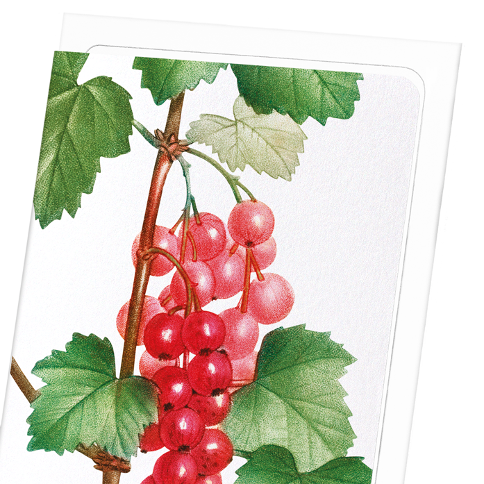 REDCURRANT FRUIT: Botanical Greeting Card