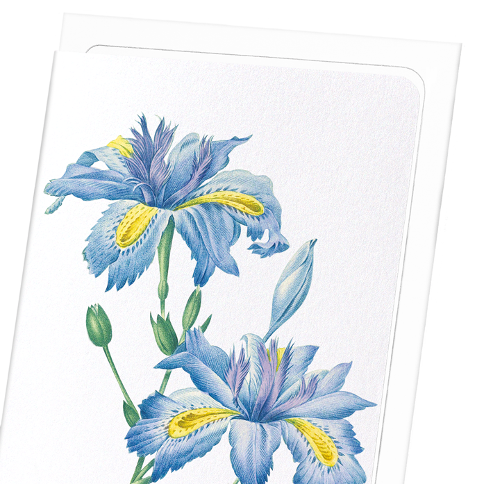 BUTTERFLY FLOWER : Botanical Greeting Card