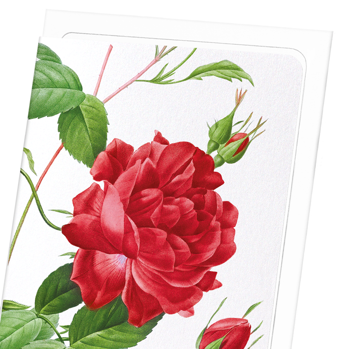 RED BENGAL RED ROSE: Botanical Greeting Card