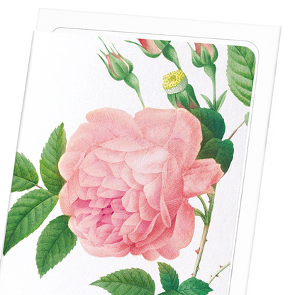 PINK ROSE NO.1: Botanical Greeting Card