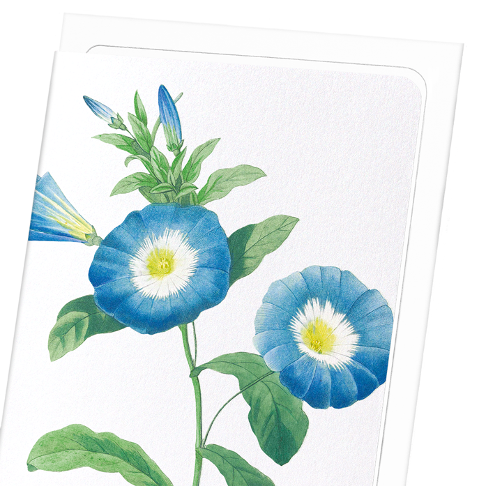 FIELD BINDWEED: Botanical Greeting Card