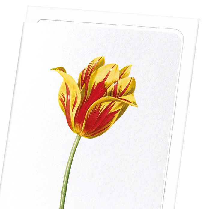 DIDIER'S TULIP: Botanical Greeting Card