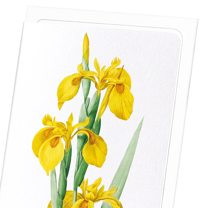YELLOW IRIS: Botanical Greeting Card