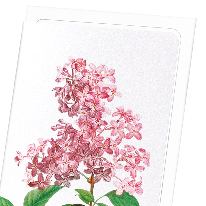 LILAC NO.2: Botanical Greeting Card