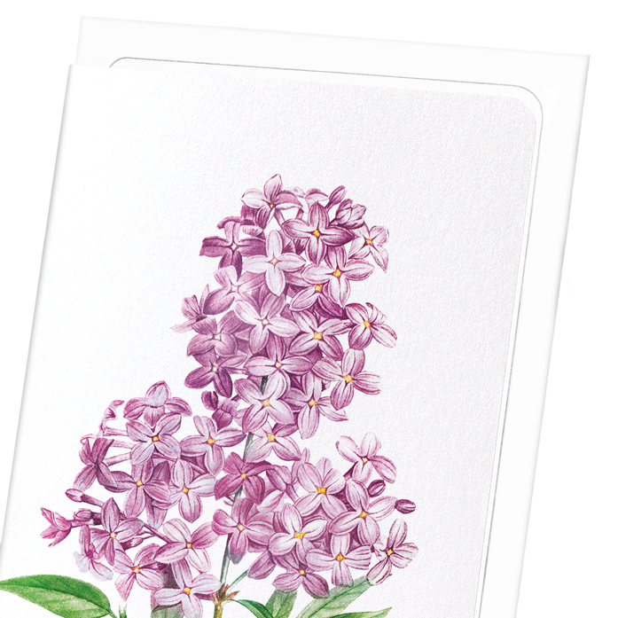 LILAC NO.3: Botanical Greeting Card