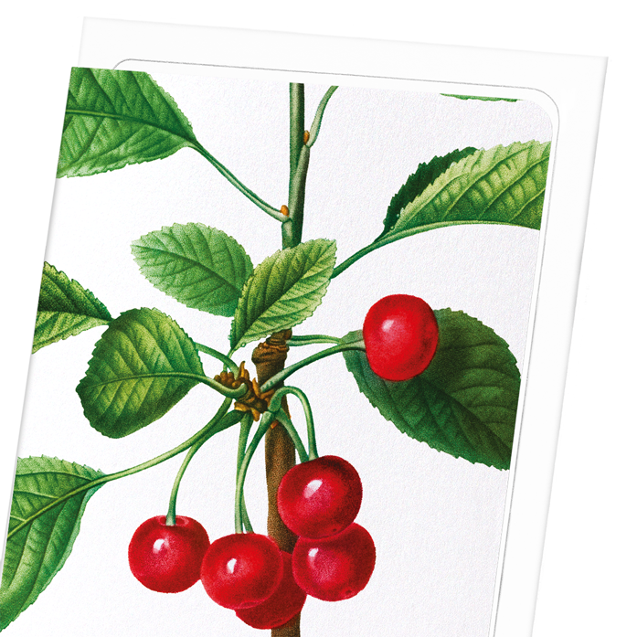 CHERRIES NO. 2: Botanical Greeting Card